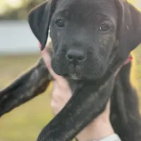 Red Collar, a female Cane Corso for sale in Ocala, FL – Photo 1 of 5