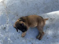 Black Collar, a male Cane Corso for sale in Ocala, FL – Photo 3 of 5