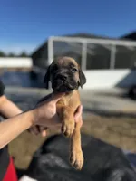 Black Collar, a male Cane Corso for sale in Ocala, FL – Photo 5 of 5