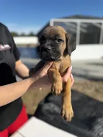 Black Collar, a male Cane Corso for sale in Ocala, FL – Photo 4 of 5