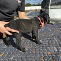 Pink Collar, a female Cane Corso for sale in Ocala, FL – Photo 4 of 6