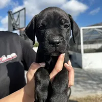 Pink Collar, a female Cane Corso for sale in Ocala, FL – Photo 6 of 6