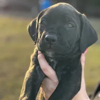 Pink Collar, a female Cane Corso for sale in Ocala, FL – Photo 3 of 6