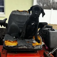 Pink Collar, a female Cane Corso for sale in Ocala, FL – Photo 1 of 6