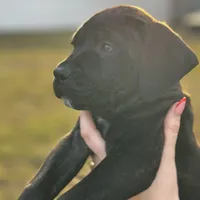 Pink Collar, a female Cane Corso for sale in Ocala, FL – Photo 2 of 6