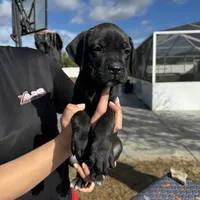 Pink Collar, a female Cane Corso for sale in Ocala, FL – Photo 5 of 6