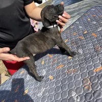 Grey Collar, a female Cane Corso for sale in Ocala, FL – Photo 4 of 5