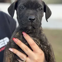 Grey Collar, a female Cane Corso for sale in Ocala, FL – Photo 1 of 5
