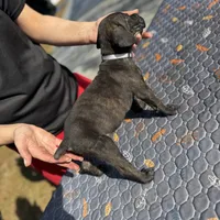 Grey Collar, a female Cane Corso for sale in Ocala, FL – Photo 3 of 5