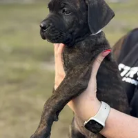 Grey Collar, a female Cane Corso for sale in Ocala, FL – Photo 2 of 5