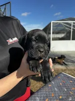 processed/150abef6-532e-40ae-8347-5e513d5f05ac/listing/dc3641c6-3dcc-4a3f-a4fc-ad76361795b2/5418f366-ca54-48c8-9737-56cc934db4d3