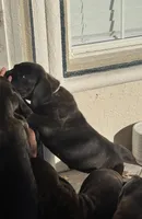 processed/150abef6-532e-40ae-8347-5e513d5f05ac/listing/dc3641c6-3dcc-4a3f-a4fc-ad76361795b2/58489a2b-7218-46a1-b44b-dad21eab4f42