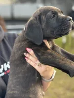 processed/150abef6-532e-40ae-8347-5e513d5f05ac/listing/dc3641c6-3dcc-4a3f-a4fc-ad76361795b2/e35244e9-99f7-4622-b337-49c150ca6599