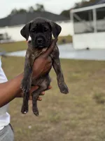 processed/150abef6-532e-40ae-8347-5e513d5f05ac/listing/dd743fff-aac5-4053-870f-996a5e756d34/cc4789b3-41c2-4204-9cb3-3184cd43ad87