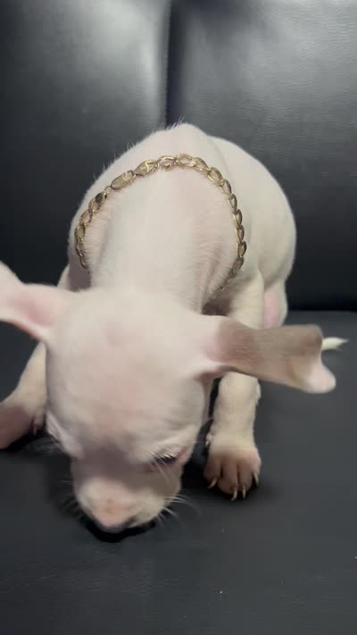 Yang , a female American Pit Bull Terrier for sale in Brooklyn, NY – 2 of 2