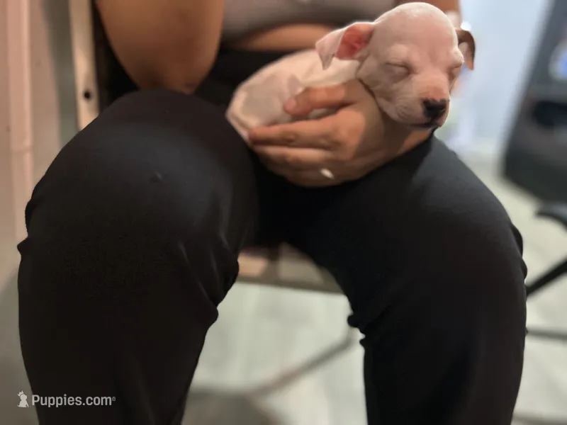 Yang  – American Pit Bull Terrier puppy for sale in Brooklyn, NY