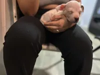 Yang , a female American Pit Bull Terrier for sale in Brooklyn, NY – 1 of 2