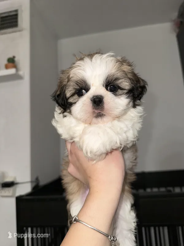 Shih Tzu