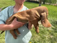 Checkers, a male Basset Hound for sale in Mankato, MN – 4 of 6