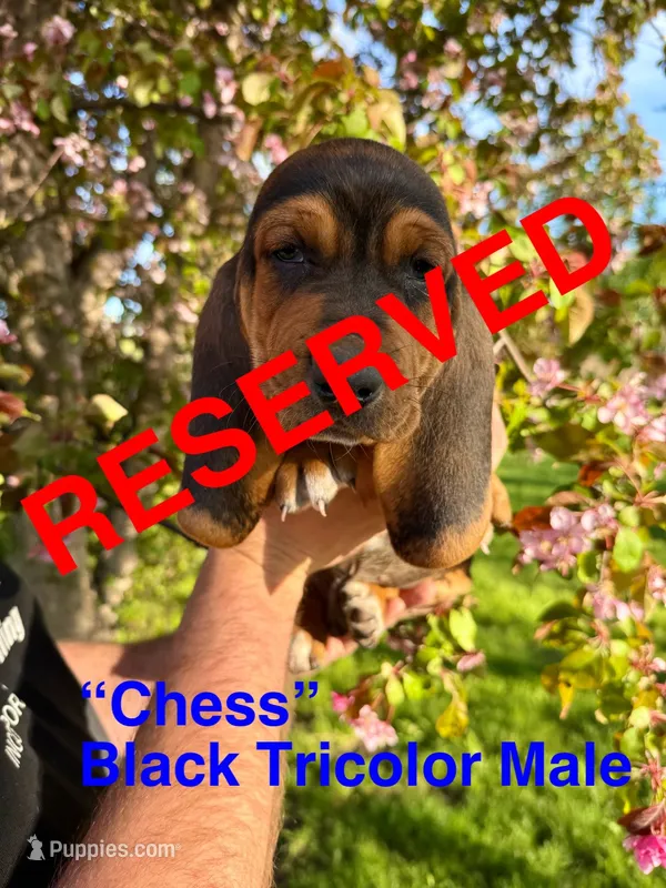 Chess – Basset Hound puppy on hold in Mankato, MN