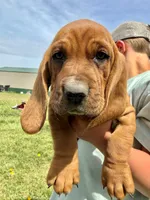 Checkers, a male Basset Hound for sale in Mankato, MN – 2 of 6