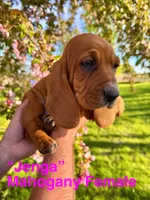 Jenga, a female Basset Hound for sale in Mankato, MN – 2 of 2