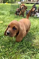 Checkers, a male Basset Hound for sale in Mankato, MN – 3 of 6