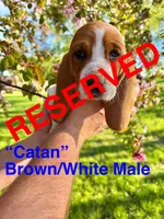 Catan, a male Basset Hound for sale in Mankato, MN – 2 of 2