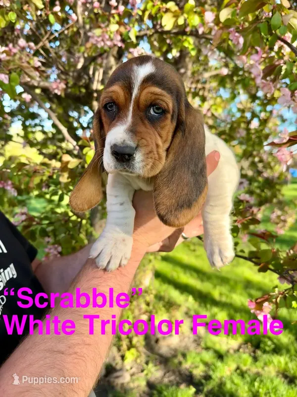 Scrabble – Basset Hound puppy on hold in Mankato, MN