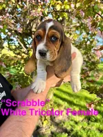 Scrabble, a female Basset Hound for sale in Mankato, MN – 1 of 1