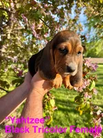 Yahtzee, a female Basset Hound for sale in Mankato, MN – 2 of 2