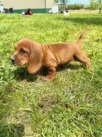 Checkers, a male Basset Hound for sale in Mankato, MN – 6 of 6