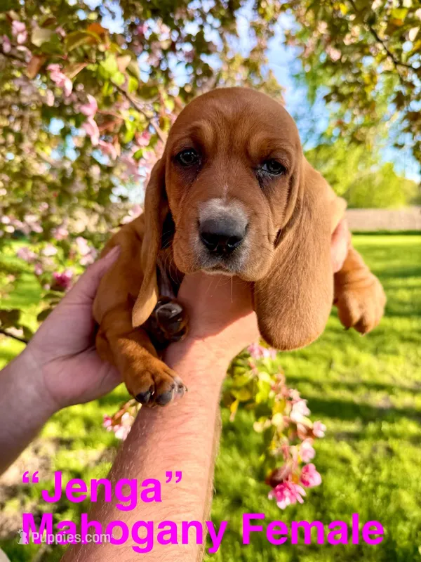 Jenga – Basset Hound puppy on hold in Mankato, MN
