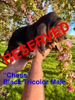 Chess, a male Basset Hound for sale in Mankato, MN – 2 of 2