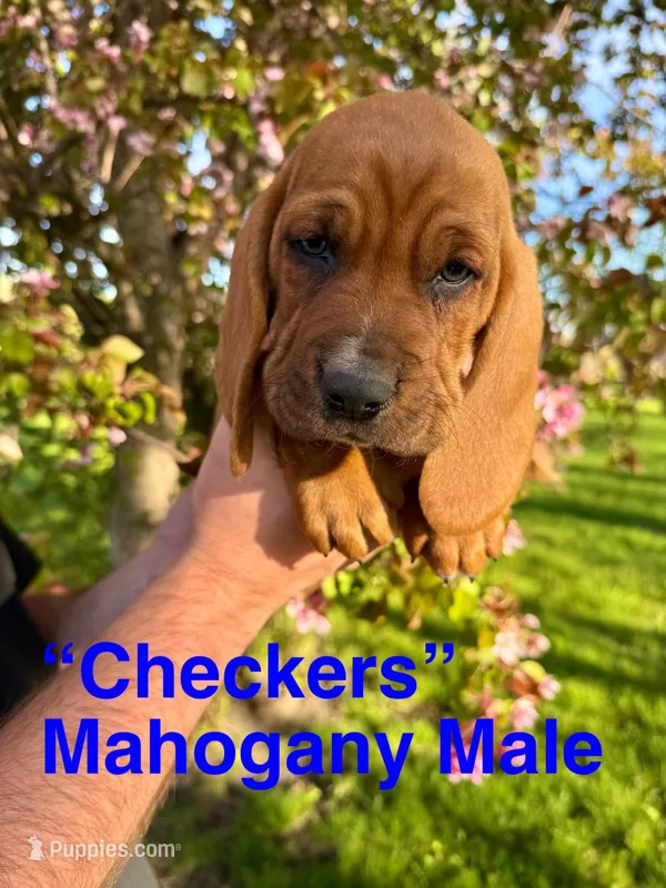 Checkers – Basset Hound puppy on hold in Mankato, MN