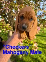 Checkers, a male Basset Hound for sale in Mankato, MN – 1 of 6