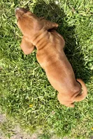 Checkers, a male Basset Hound for sale in Mankato, MN – 5 of 6
