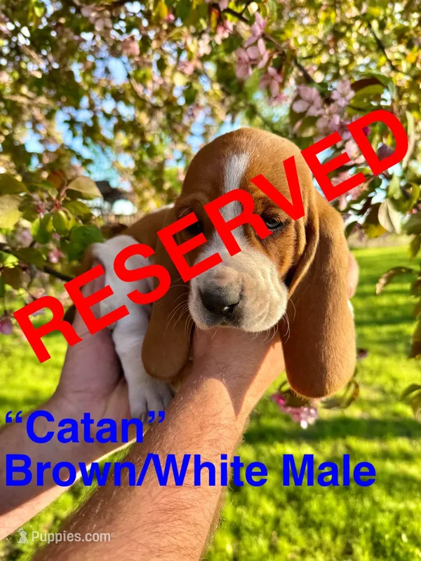 Catan – Basset Hound puppy on hold in Mankato, MN