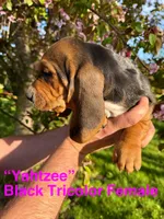Yahtzee, a female Basset Hound for sale in Mankato, MN – 1 of 2