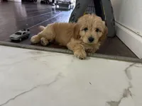 Bear, a male Miniature Goldendoodle for sale in Inglewood, CA – 3 of 4