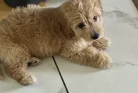 Bear, a male Miniature Goldendoodle for sale in Inglewood, CA – 1 of 4