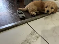 Bear, a male Miniature Goldendoodle for sale in Inglewood, CA – 4 of 4