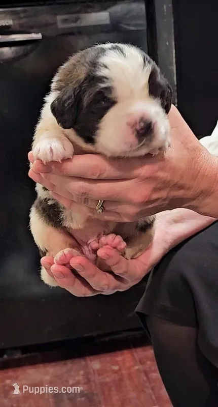 Red boy AKC SAINT, a male Saint Bernard for sale in Brush Prairie, WA – Photo 1 of 9