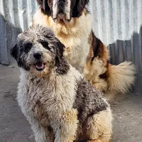 WA-St.Berdoodle "Yellow", a female Saint Berdoodle for sale in Brush Prairie, WA – Photo 5 of 9