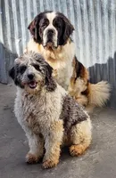 WA-St.Berdoodle "Yellow", a female Saint Berdoodle for sale in Brush Prairie, WA – Photo 3 of 3