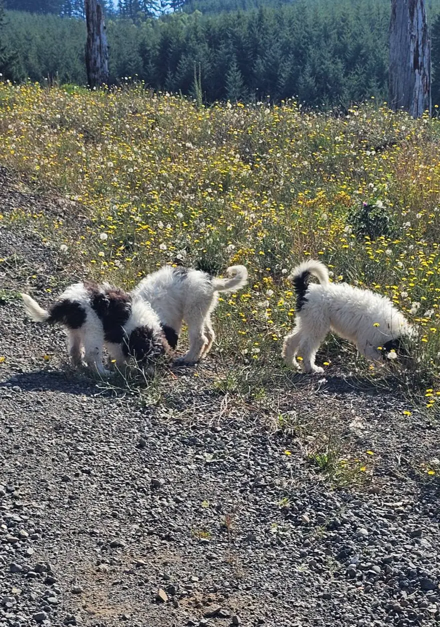 processed/151c7aee-2885-4e99-af76-54e9762d4b6e/listing/a1927d09-fd0a-4e00-bc33-d454832c432a/664cfcd6-16f7-4ddb-8108-4c4cd7e8671a