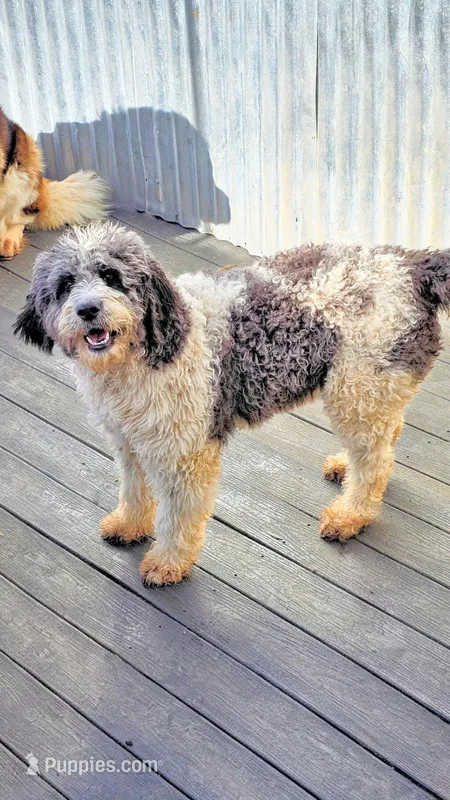 WA-St.Berdoodle "Yellow"