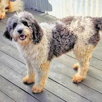 WA-St.Berdoodle "Yellow", a female Saint Berdoodle for sale in Brush Prairie, WA – Photo 1 of 9