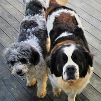 WA-St.Berdoodle "Yellow", a female Saint Berdoodle for sale in Brush Prairie, WA – Photo 4 of 9