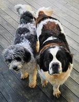 WA-St.Berdoodle "Yellow", a female Saint Berdoodle for sale in Brush Prairie, WA – Photo 2 of 3